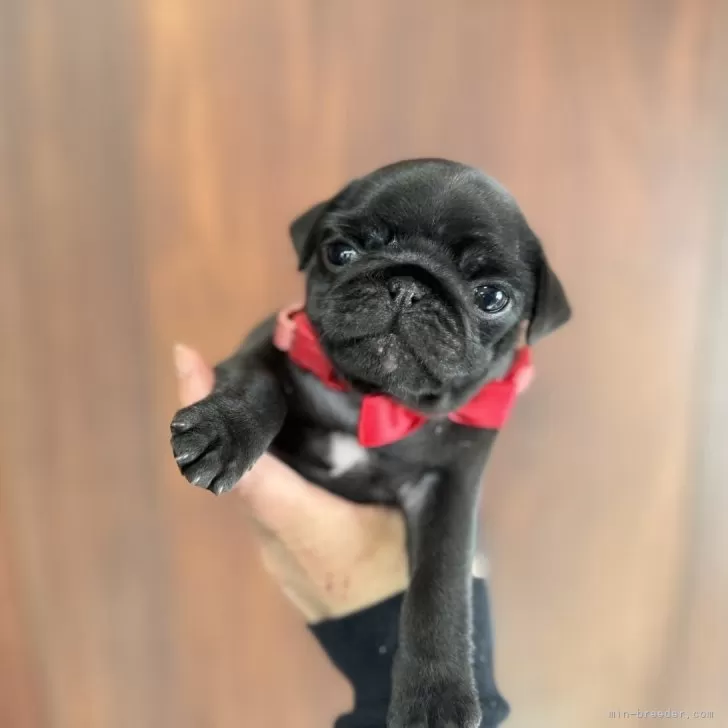 ID:2504-03874の子犬