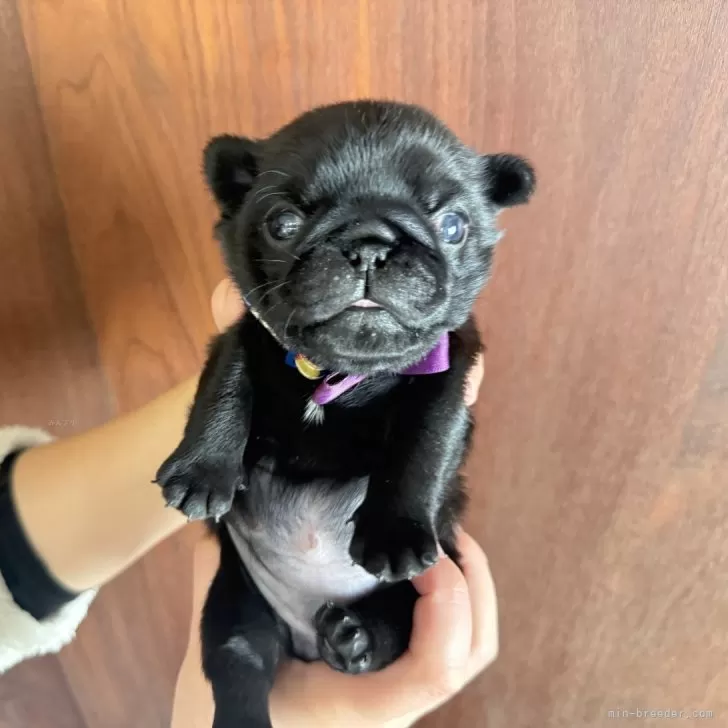 R.H 様のお迎えした子犬