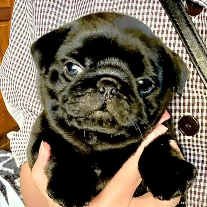 Y.S 様のお迎えした子犬