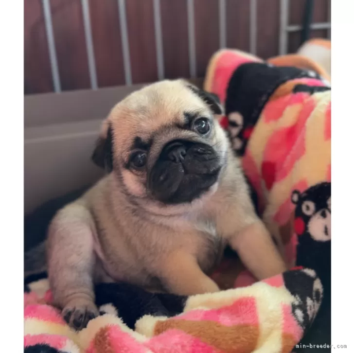 ID:2411-01178の子犬