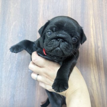 パグ【鹿児島県・女の子・2025年5月16日・ブラック】の写真「元気で可愛い黒パグちゃん🌷」