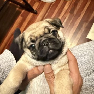 パグ【鹿児島県・女の子・2025年2月1日・フォーン】の写真「しっぽフリフリの可愛い子です🌸」