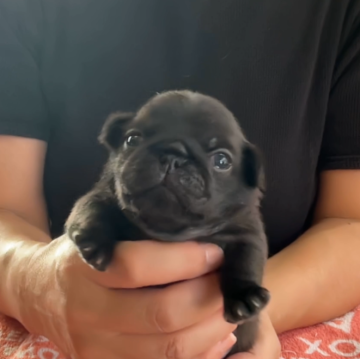 パグ【鹿児島県・男の子・2024年10月11日・ブラック】の写真「甘えてくる可愛い男の子❤️」