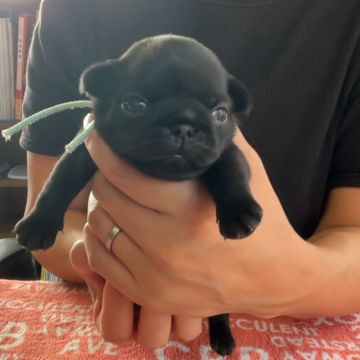 パグ【鹿児島県・女の子・2024年10月11日・ブラック】の写真「現在の価格は11月17日迄」