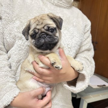 パグ【鹿児島県・男の子・2025年9月19日・フォーン】の写真「おとなしめの甘えん坊🚙」