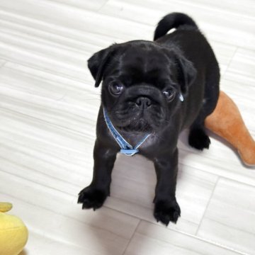 パグ【鹿児島県・女の子・2025年5月16日・ブラック】の写真「この子の販売は8月で打ち切ります🌷」