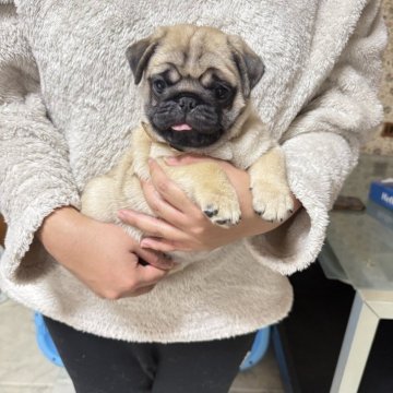 パグ【鹿児島県・男の子・2025年9月19日・フォーン】の写真「肉付きのとても良いコロコロ君🚗」