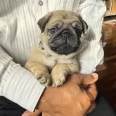 パグ