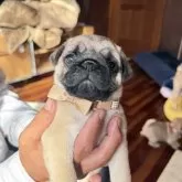 パグ