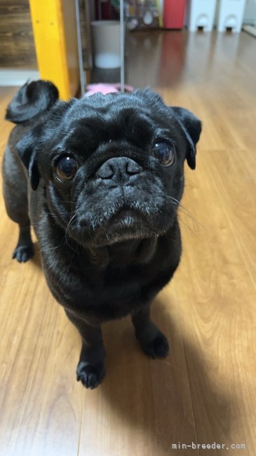 パグ【・女の子・2019年7月4日・ブラック】
