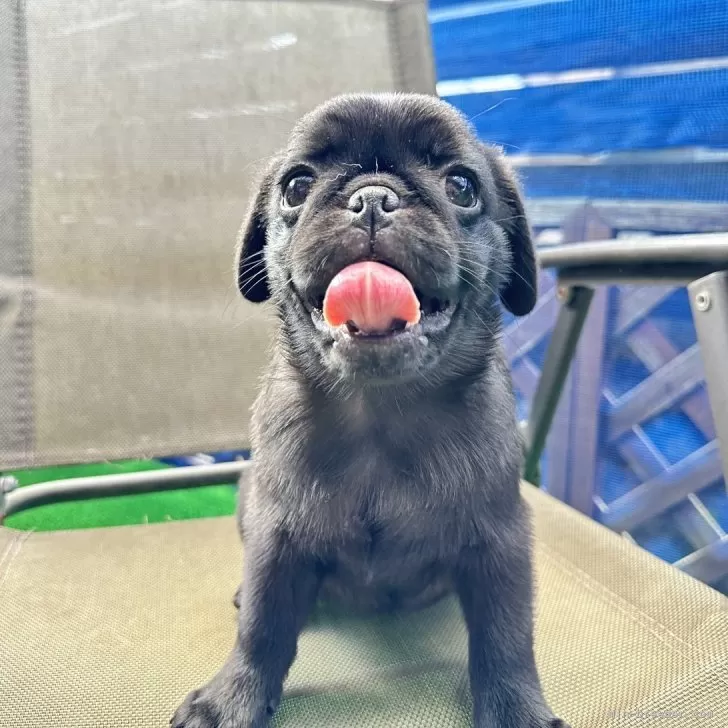 N.I 様のお迎えした子犬