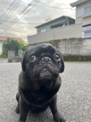 パグ【・女の子・2019年7月4日・ブラック】