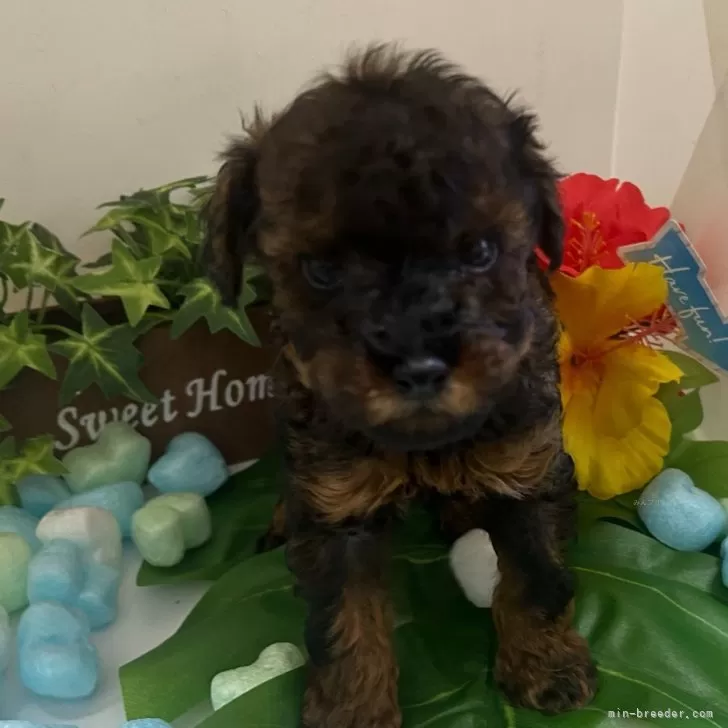 ID:2502-06997の子犬