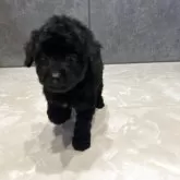 タイニープードル