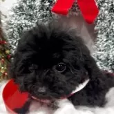 ティーカッププードル