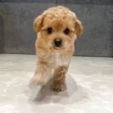 タイニープードル