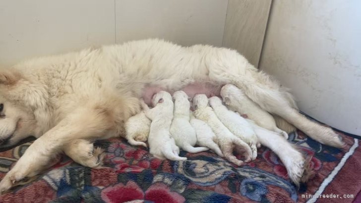 趙春華ブリーダーのブログ：サモエドの赤ちゃん生まれました！