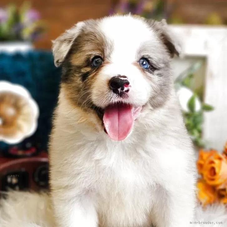 R.H 様のお迎えした子犬
