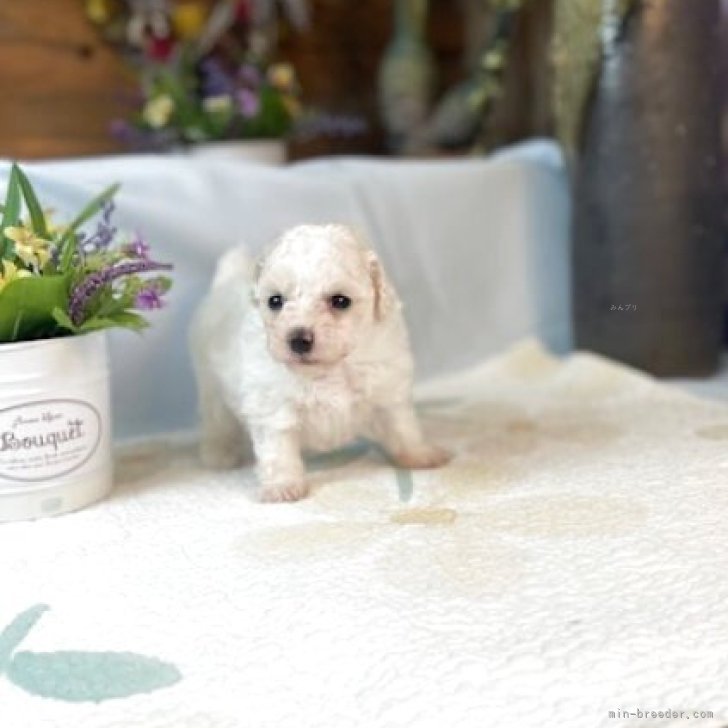 ブリーダー画像