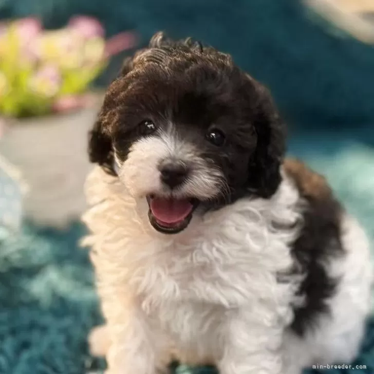 ID:2508-03171の子犬