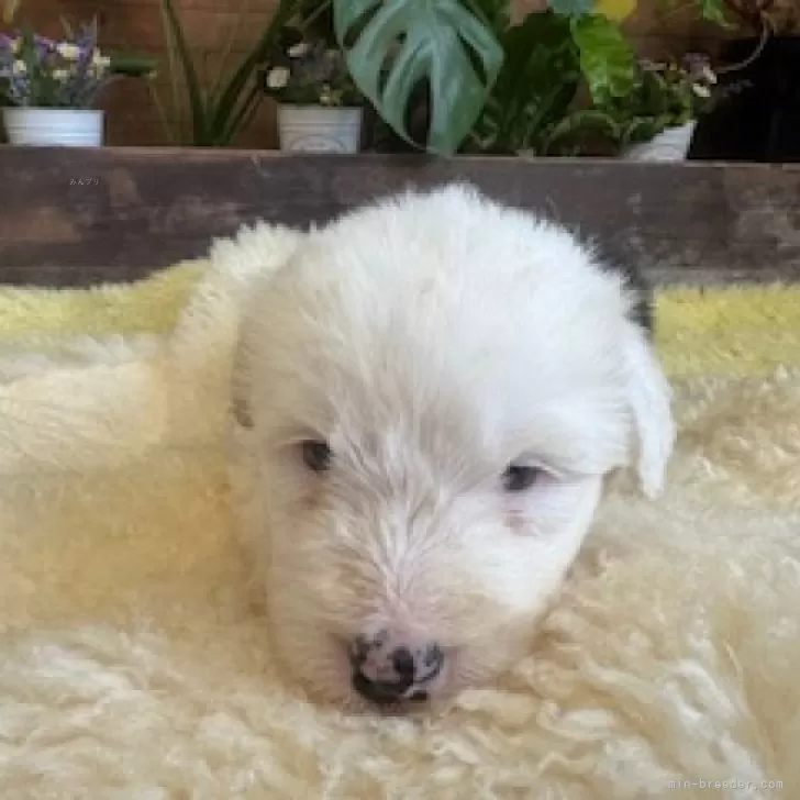 ID:2411-06859の子犬