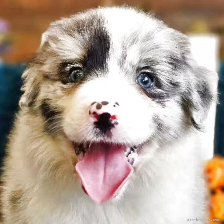 ID：2507-07360の子犬