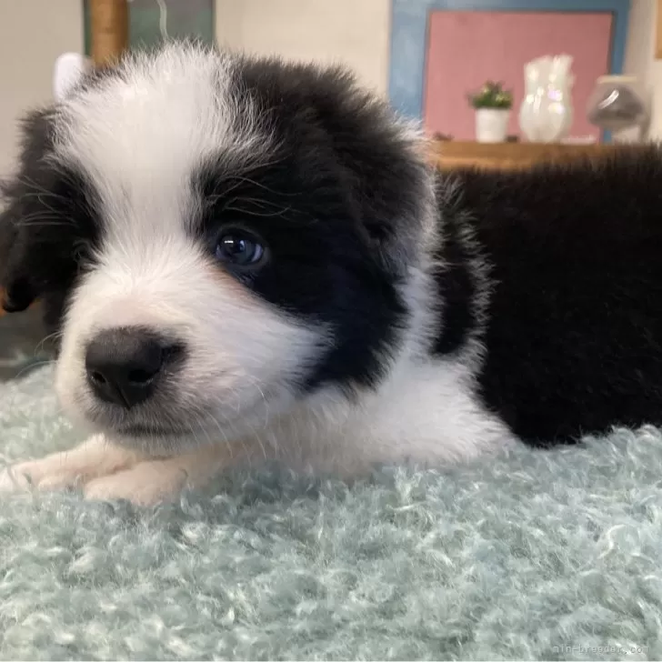 ID：2504-03343の子犬