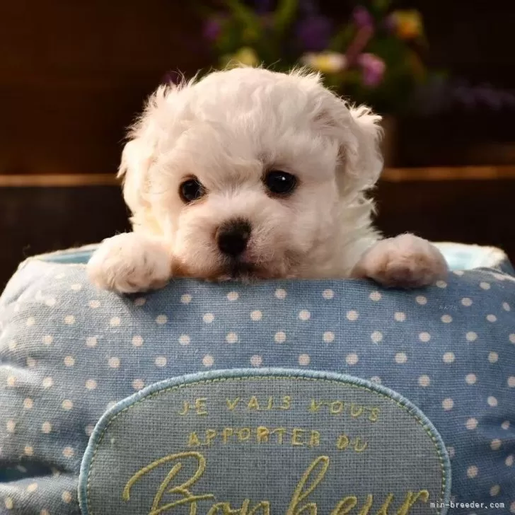 ビションフリーゼ【岐阜県・男の子・2025年10月2日・ホワイト】の写真1「体重750g   スクスク成長中」