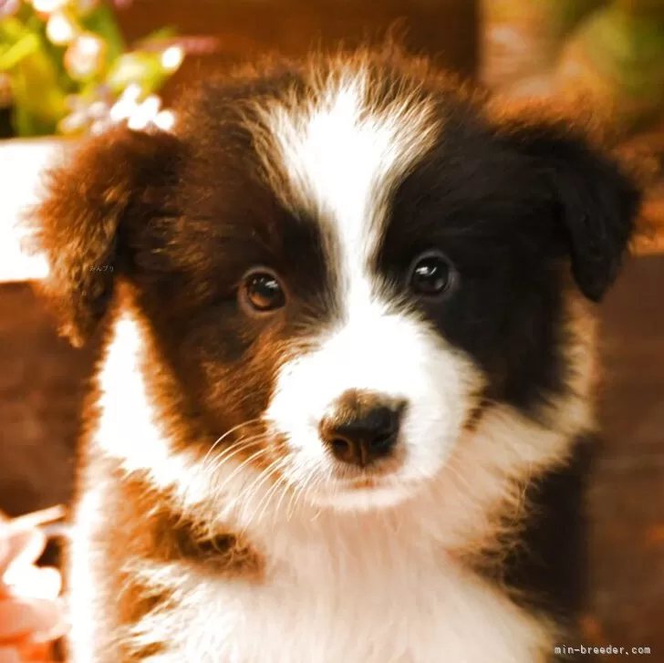 C.Ｉ 様のお迎えした子犬