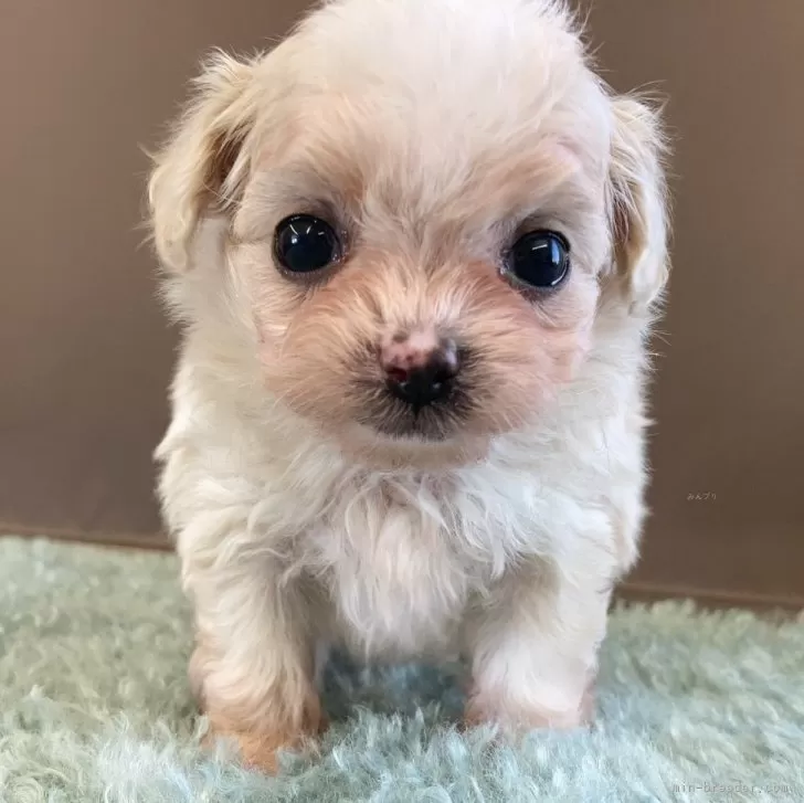 ID:2503-02258の子犬