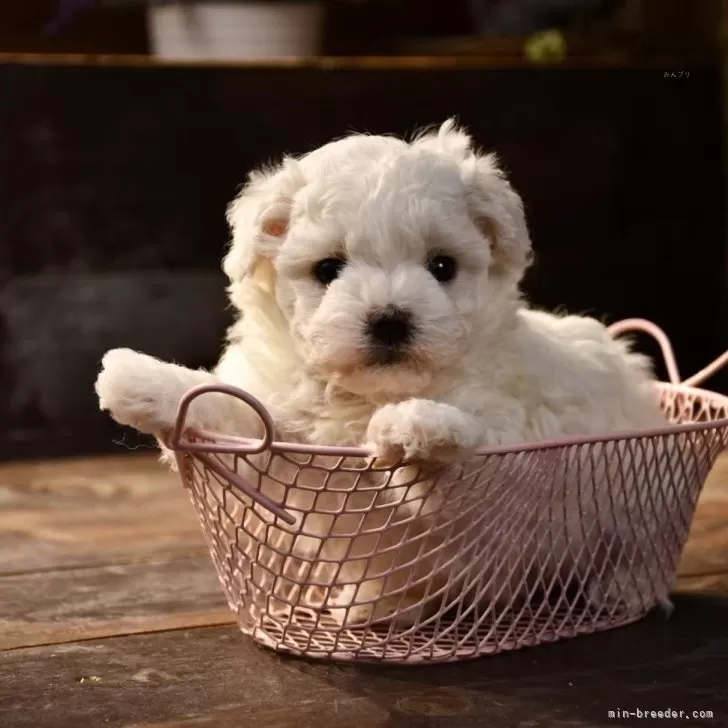 ビションフリーゼ【岐阜県・男の子・2025年10月2日・ホワイト】の写真1「体重：750g  ご飯をたくさん食べてます」