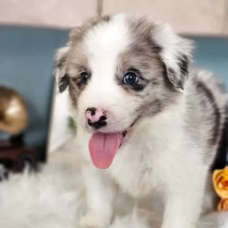 ID:2507-07340の子犬