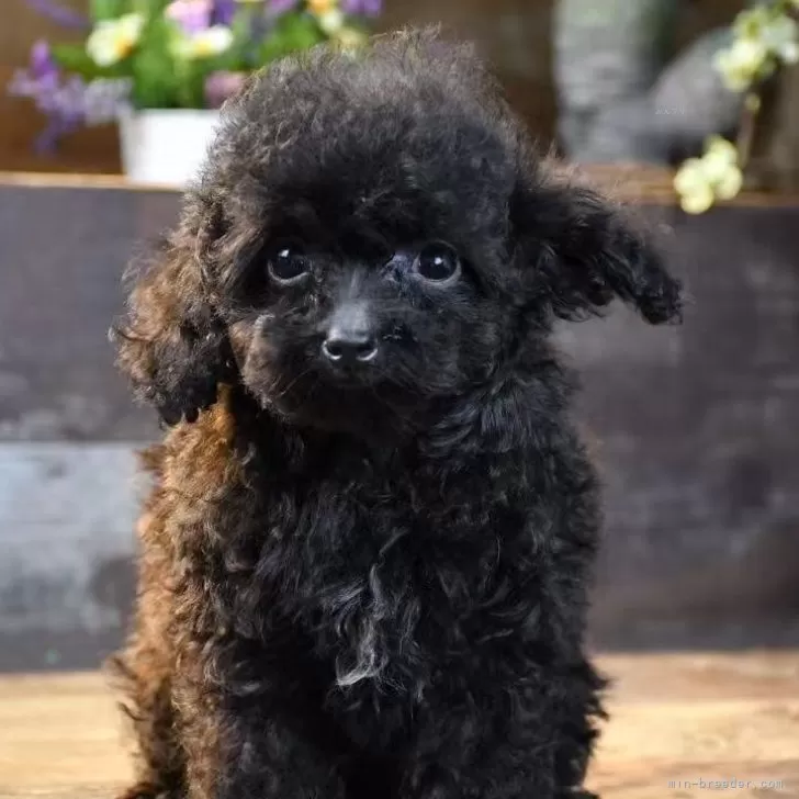 ティーカッププードル【岐阜県・男の子・2025年7月20日・ブラック】の写真1「活発な可愛いモフモフの男の子です。」