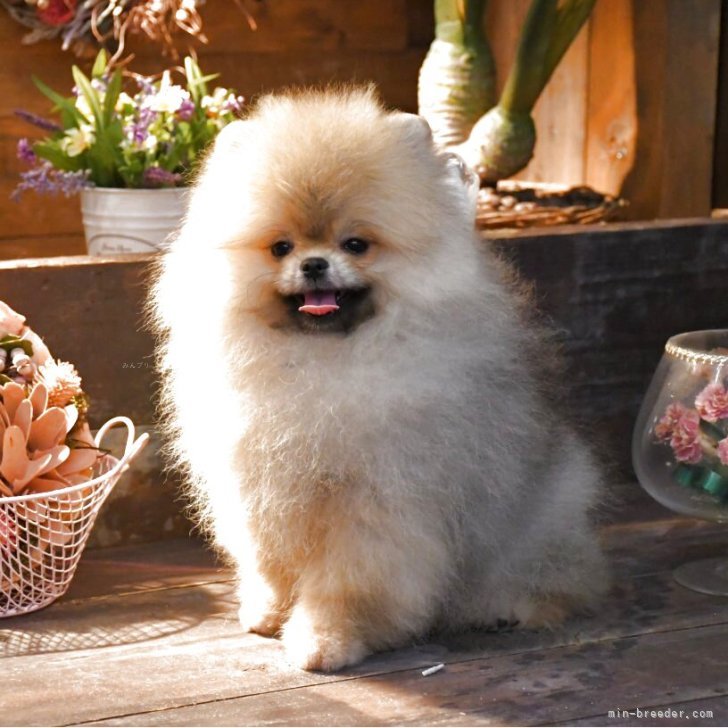 ブリーダー画像