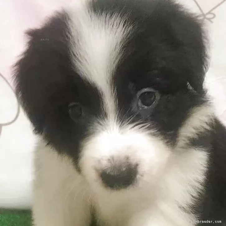 ID：2508-06649の子犬