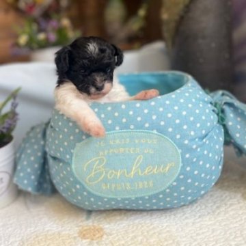 トイプードル(タイニー)【岐阜県・女の子・2025年10月18日・シルバー&ホワイト】の写真「パテーティーカラーの可愛い女の子です。」