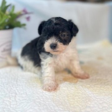 トイプードル(トイ)【岐阜県・女の子・2025年10月18日・シルバー&ホワイト】の写真「パテーティーカラーの可愛い女の子です。」