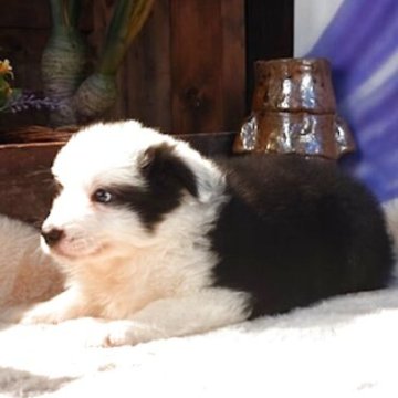 ボーダーコリー【岐阜県・男の子・2025年12月16日・ブラック&ホワイト】の写真「元気な男の子です」