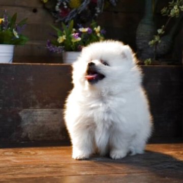 ポメラニアン【岐阜県・男の子・2025年9月25日・ホワイト】の写真「元気な男の子です。」