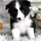 ボーダーコリー【岐阜県・男の子・2025年8月5日・ブラック&ホワイト】の写真1