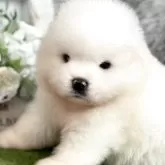 サモエド
