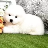 サモエド
