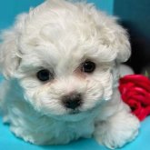 ビションフリーゼ