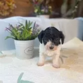 タイニープードル