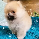 ポメラニアン