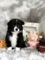 ボーダーコリー