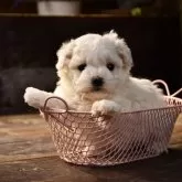 ビションフリーゼ【岐阜県・男の子・2025年10月2日・ホワイト】の写真1「体重：750g  ご飯をたくさん食べてます」