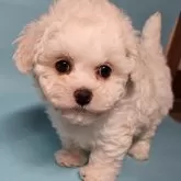 ビションフリーゼ