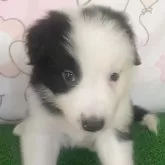 ボーダーコリー