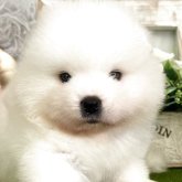サモエド